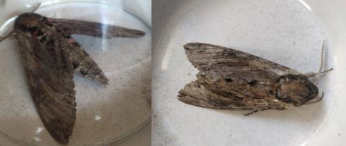 Agrius convolvuli